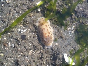 A type of nudibranch known as a leopard dorid is a favorite find in shallow water around Bainbridge