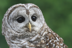 Athena, the barred owl, beloved Wildlife Shelter education ambassador.