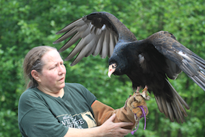 Lynne Weber, operations manager and wildlife rehabilitation specialist, with resident turkey vulture, Remington, one of the Wildlife Shelter’s education ambassadors.