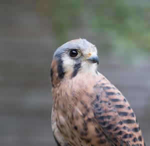 “Pele,” an American Kestrel, which are the smallest falcons in Washington State.