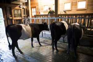 The dutch-belted cows inside the livestock building at Heyday Farm