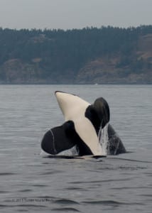 This Orca has been named Cappuccino (K21) in nearby waters. Photo credit: Susan Marie Andersson