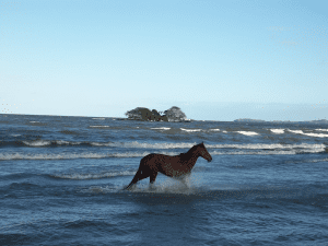 One photo in the exhibit shows a horse in Lake Nicaragua, which surrounds the island of Ometepe