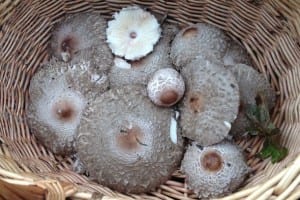 A community expert will discuss mushrooms and mycology.