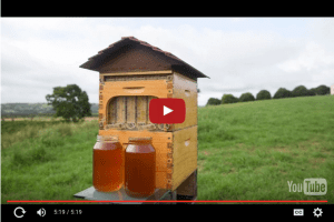Honey literally flows from this hive.