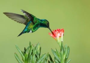 Hummingbirds, which can be found on Bainbridge, are examples of pollinators.